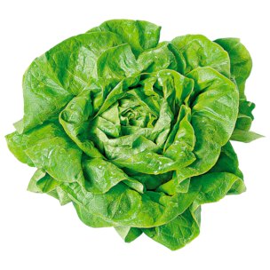 Kopfsalat 1 Stück