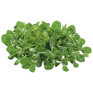 weserkorb Bio Feldsalat 100g